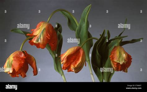 Orange parrot tulips on neutral grey background Stock Photo - Alamy