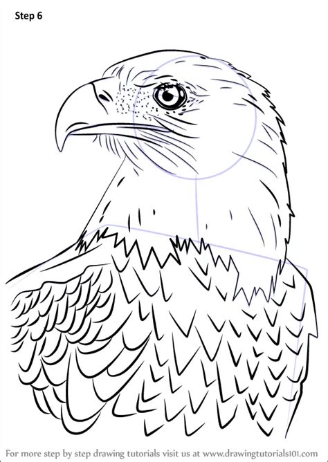 How To Draw A Bald Eagle Eagle Draw Tutorial Print Step By Step Drawing