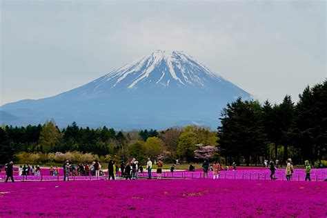 Mt Fuji Lake Kawaguchiko Private Day Tour With Pick Drop