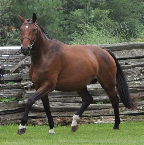 Hanoverian Horse Info, Origin, History, Pictures