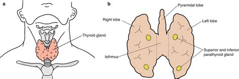 Surgical Anatomy Of The Thyroid Gland Basicmedical Key