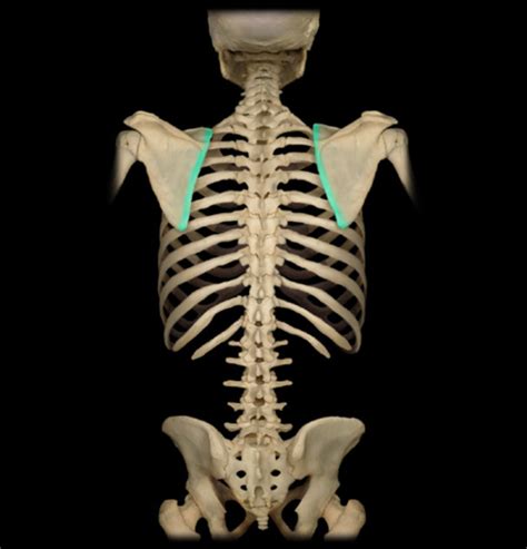 NMS System Upper Limb Lab Images Flashcards Quizlet