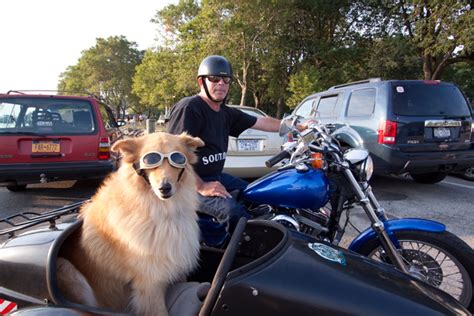 The Wacky And Real Story Of Sidecar Dogs