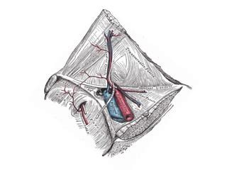 Inguinal anatomy | PPT