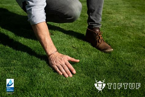 Tiftuf Hybrid Bermuda Lawn Solutions Australia