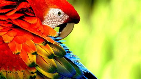 Tropical Birds Wallpapers Wallpaper Cave