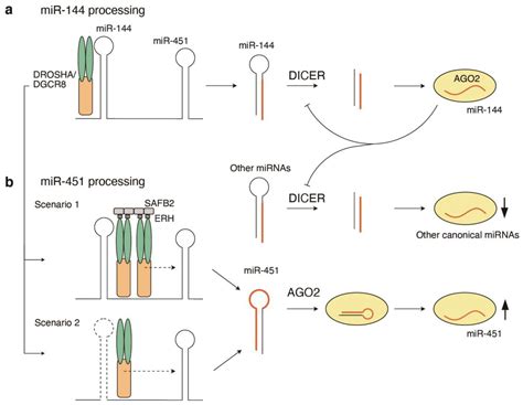 Cells Free Full Text Network Regulation Of Microrna Biogenesis And