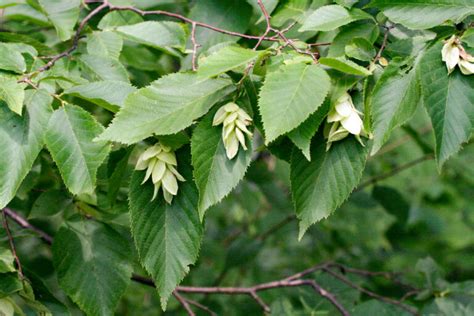 Eastern Hophornbeam Woody Plants Of Ohio