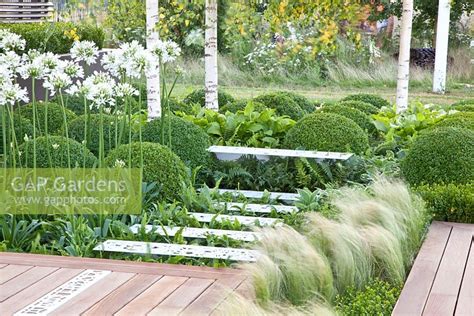 Gap Gardens Modern Garden With Buxus Sempervirens Agapanthus