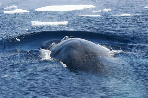 Antarctic Blue Whales Return to South Georgia