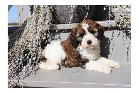 Caramel Cockapoo Puppy For Sale Near Akron Canton Ohio C F E