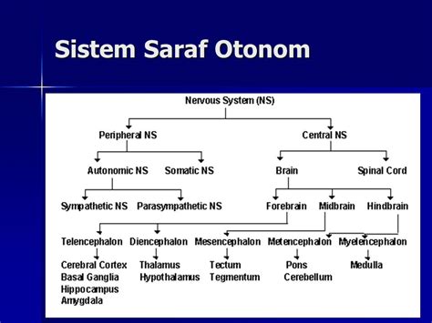 Gambar Sistem Saraf Otonom Serat