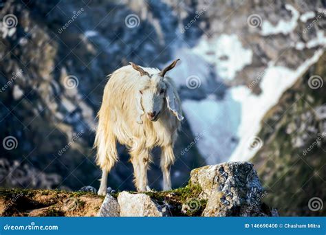 Mountain Sheep On A Campsite In Himalayas Stock Photo Image Of Lamb