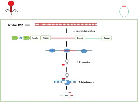 Mechanism Of CRISPR Cas Immunity Divided Into Three Stages Stage 1