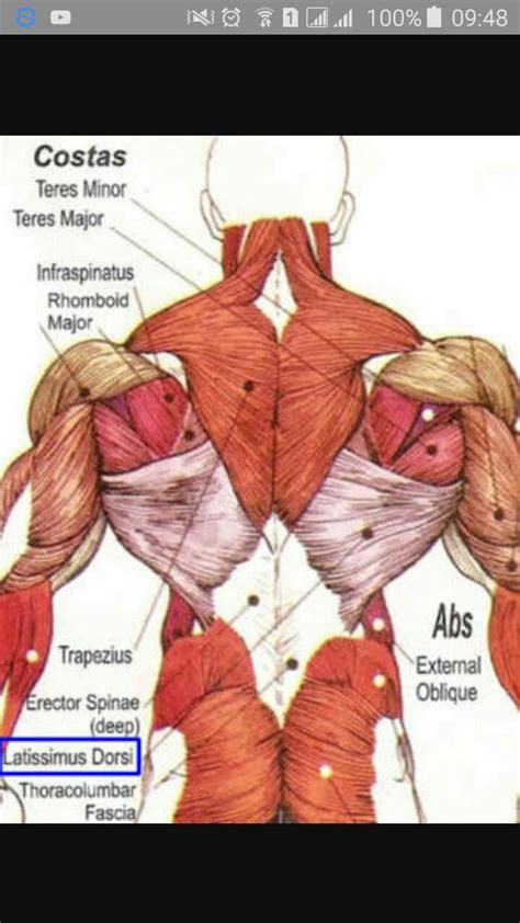 M Sculos Costas Muscle Anatomy Human Body Muscles Body Muscle Anatomy