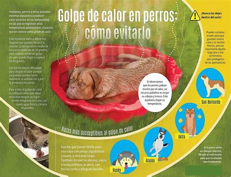 Golpe De Calor En Perros Fraii Udocz