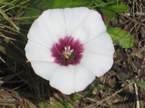 African Plants A Photo Guide Ipomoea Kituiensis Vatke