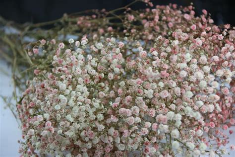 Wholesale Wedding Decoration Preserved Gypsophila Baby Breath Flowers