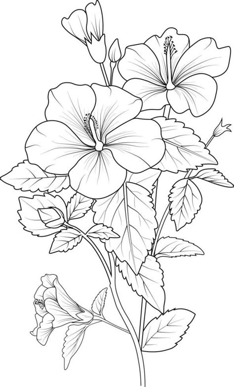 Beautiful Hibiscus Flower With Leaves Line Art Plant Branch Vector