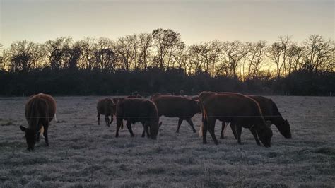 Natural Pasture Farms Localharvest