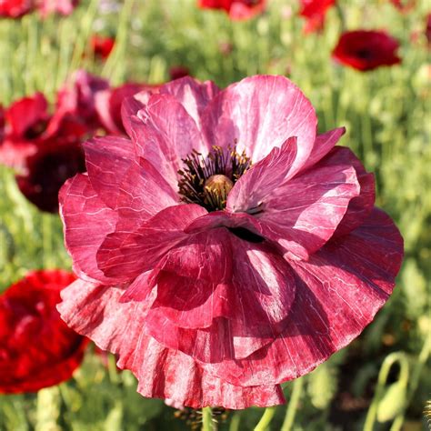 Jora Dahl Klatschmohn Pandora 1 Packung Bloomling Österreich