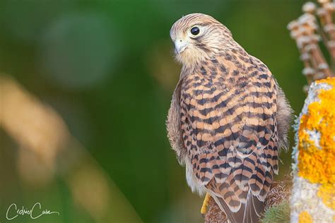 Faucon Crecelle Juv Falco Tinnunculus Common Kestrel Flickr