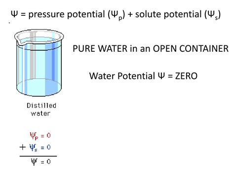 Ppt Water Moves From A Region Of Higher Water Potential To A Region