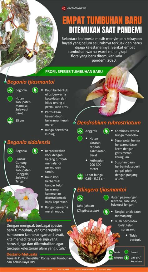 Empat Tumbuhan Baru Ditemukan Saat Pandemi Infografik Antara News