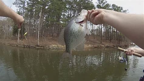 Crappie Fishing With Jigs During Spawn Jordan Lake Nc 2017 Youtube