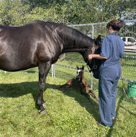 Zenyatta Delivers Her Fourth Filly