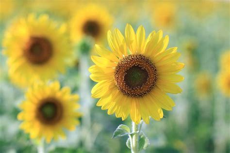 Cómo CUIDAR GIRASOLES Guía práctica y completa con VÍDEO