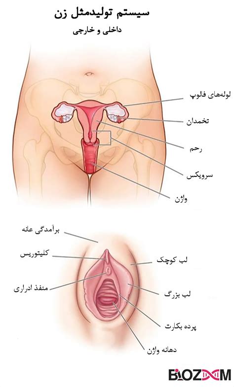 آناتومی دستگاه تولید مثل زن مجله بیوزوم