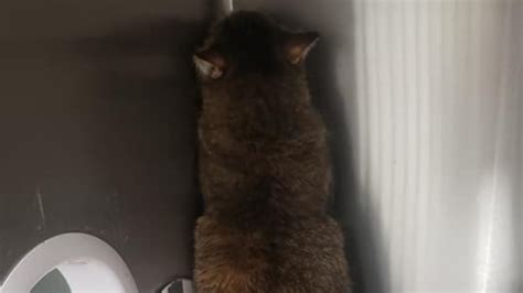 Gato se esconde en un rincón tras la muerte del dueño Vida con Mascotas