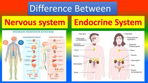 Difference Between Nervous System And Endocrine System Youtube