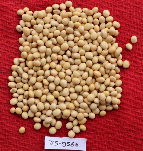 Dry Soybeans Js Soyabean Seed For Agriculture Packaging Type