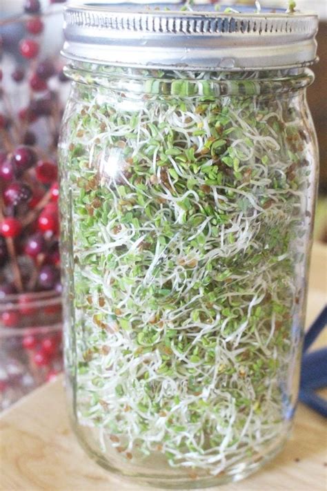 How to Grow Alfalfa Sprouts in a Jar - Jar & Can