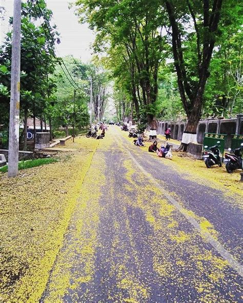 Wow 16 Gambar Bunga Musim Gugur Gambar Bunga Indah