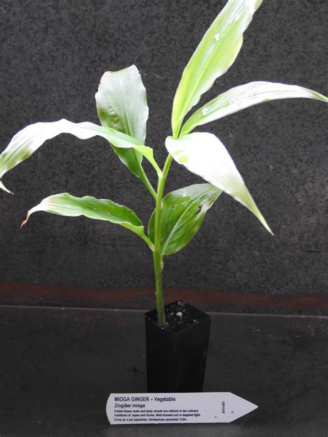 Myoga Ginger Plant Zingiber Mioga All Rare Herbs