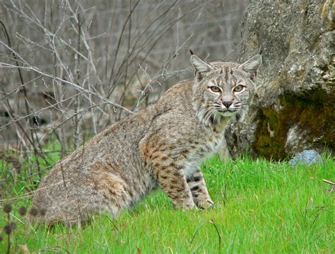 Bobcats | DFW Wildlife Organization