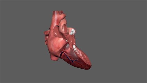 Heart anatomy 3D model - TurboSquid 1230287