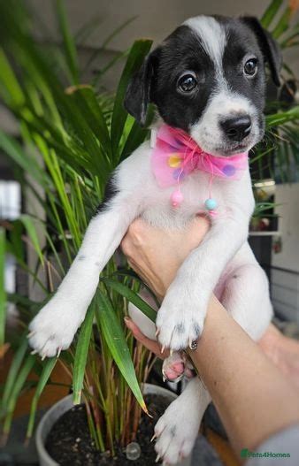 Jack Russel Puppies For Sale In Эппинг Pets4homes