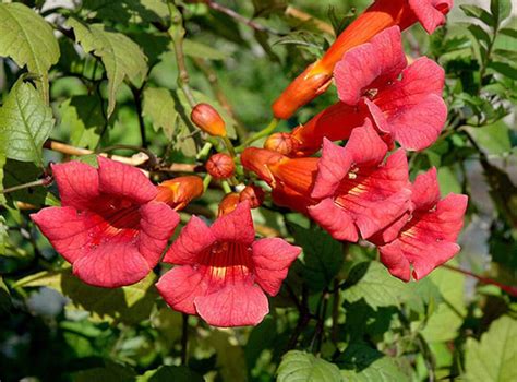 Trumpet Vine Trumpet Creeper Campsis Radicans 100 Seeds - Etsy