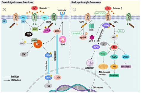 Ijms Free Full Text Excitatory Synaptic Transmission In Ischemic