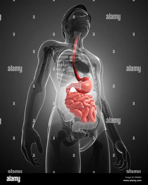 Illustration Of Male Small Intestine Anatomy Stock Photo Alamy