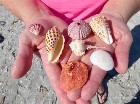 So Many Rare Shells Found On Sanibel This Week I Love Shelling