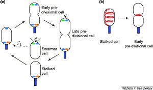 Bacterial Cell Polarity A Swarmerstalked Tale Of Actin Trends In