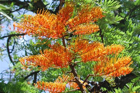 Grevillea Robusta Australian Native Plants Society Australia