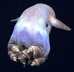 Grimpoteuthis - Alchetron, The Free Social Encyclopedia