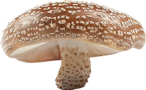 Close Up Of Brown Mushroom 45873060 Png