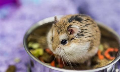 Dwarf Hamster - A-Z Animals